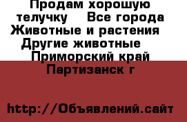 Продам хорошую телучку. - Все города Животные и растения » Другие животные   . Приморский край,Партизанск г.